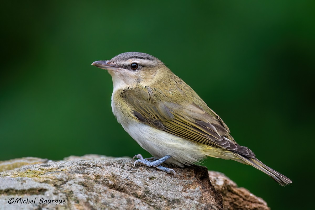 Vireo occhirossi - ML640798340