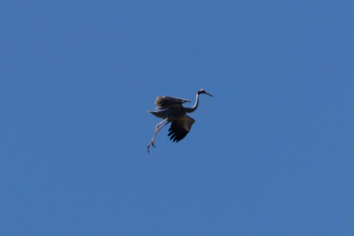 Sarus Crane - ML640798384