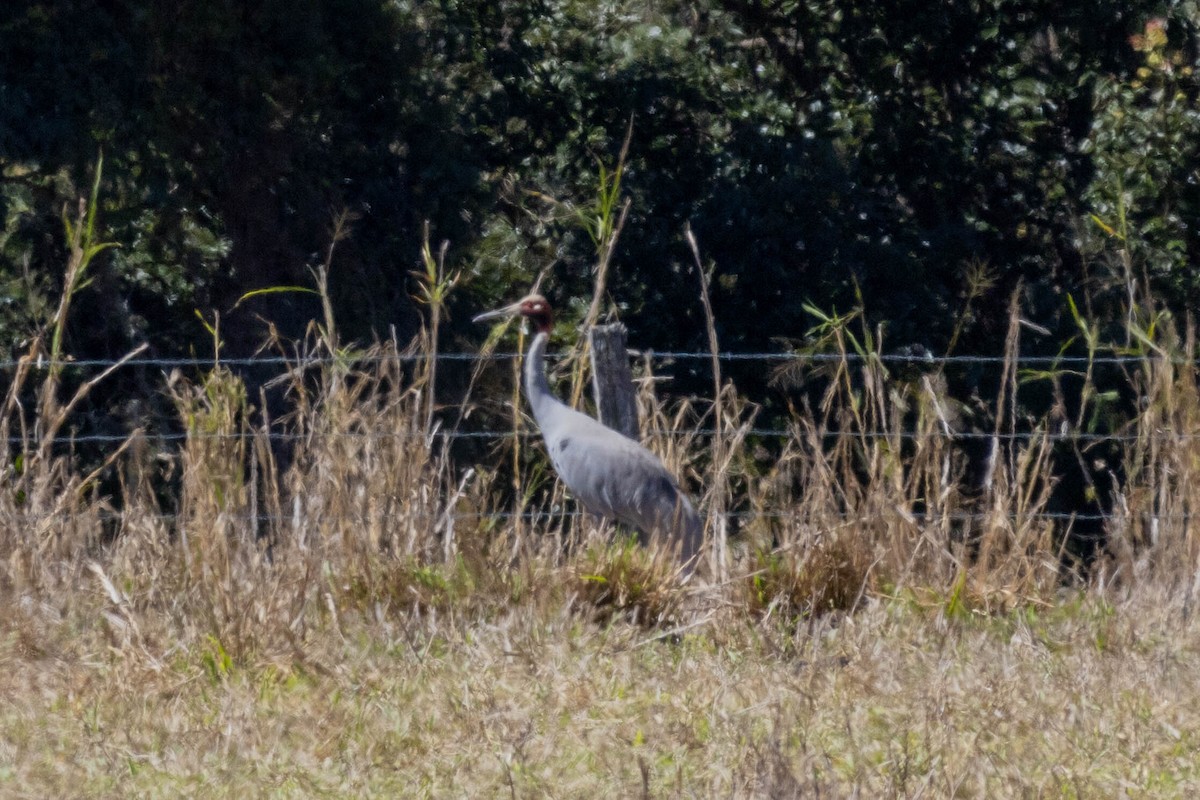 Sarus Crane - ML640798385