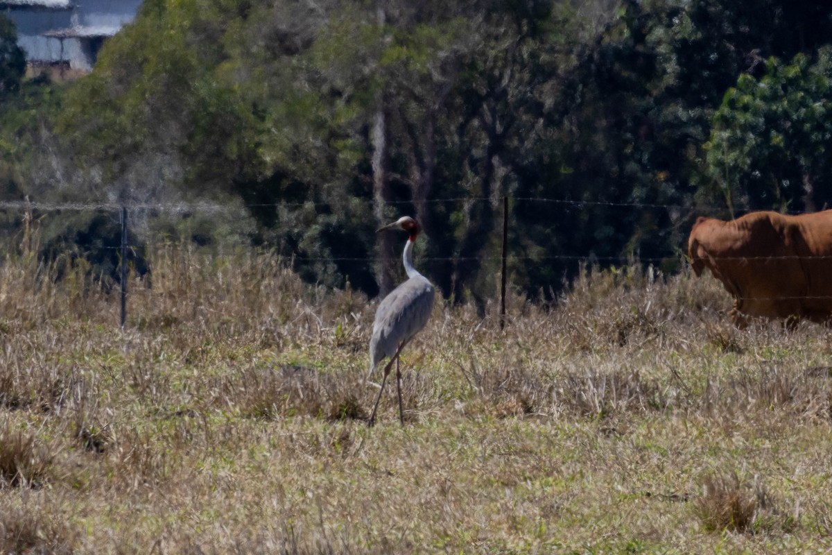 Sarus Crane - ML640798386
