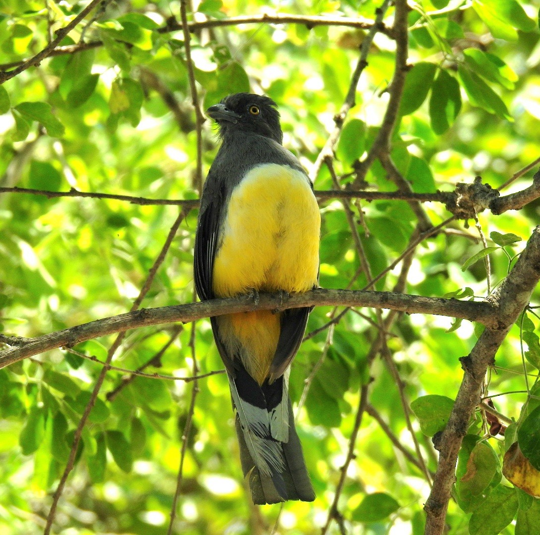 Citreoline Trogon - ML640798397
