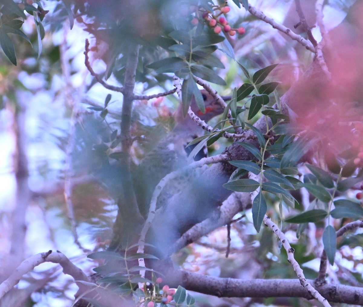 Gilded Flicker - ML640798421
