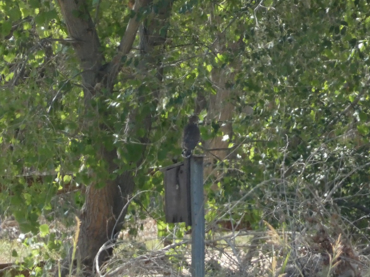 Accipitridae sp. (hawk sp.) - ML640798425