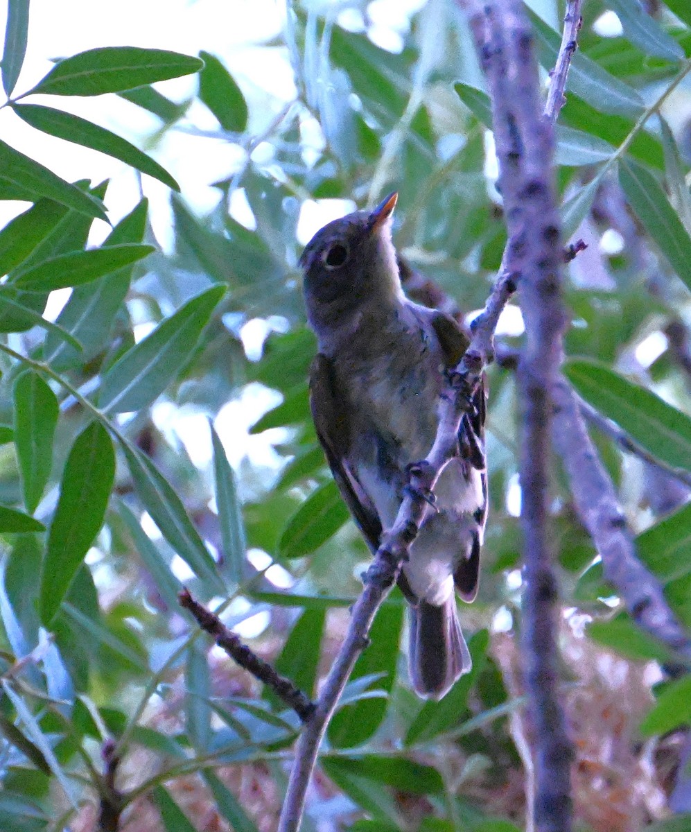 Western Flycatcher - ML640798426