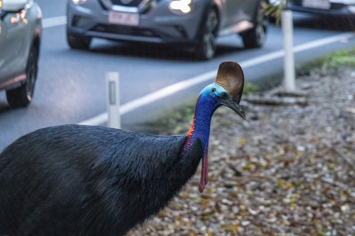 Southern Cassowary - ML640798427