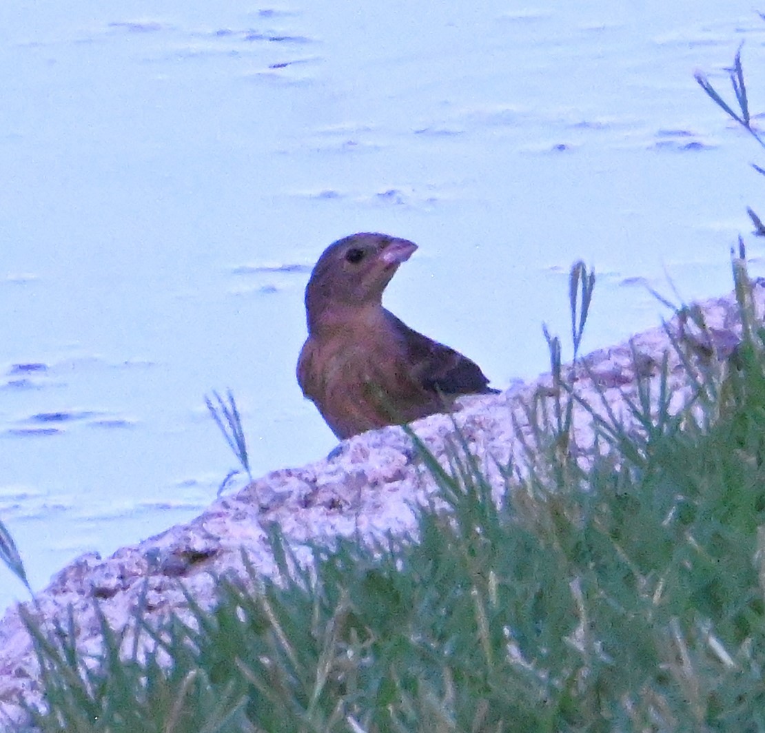 Lazuli Bunting - ML640798435