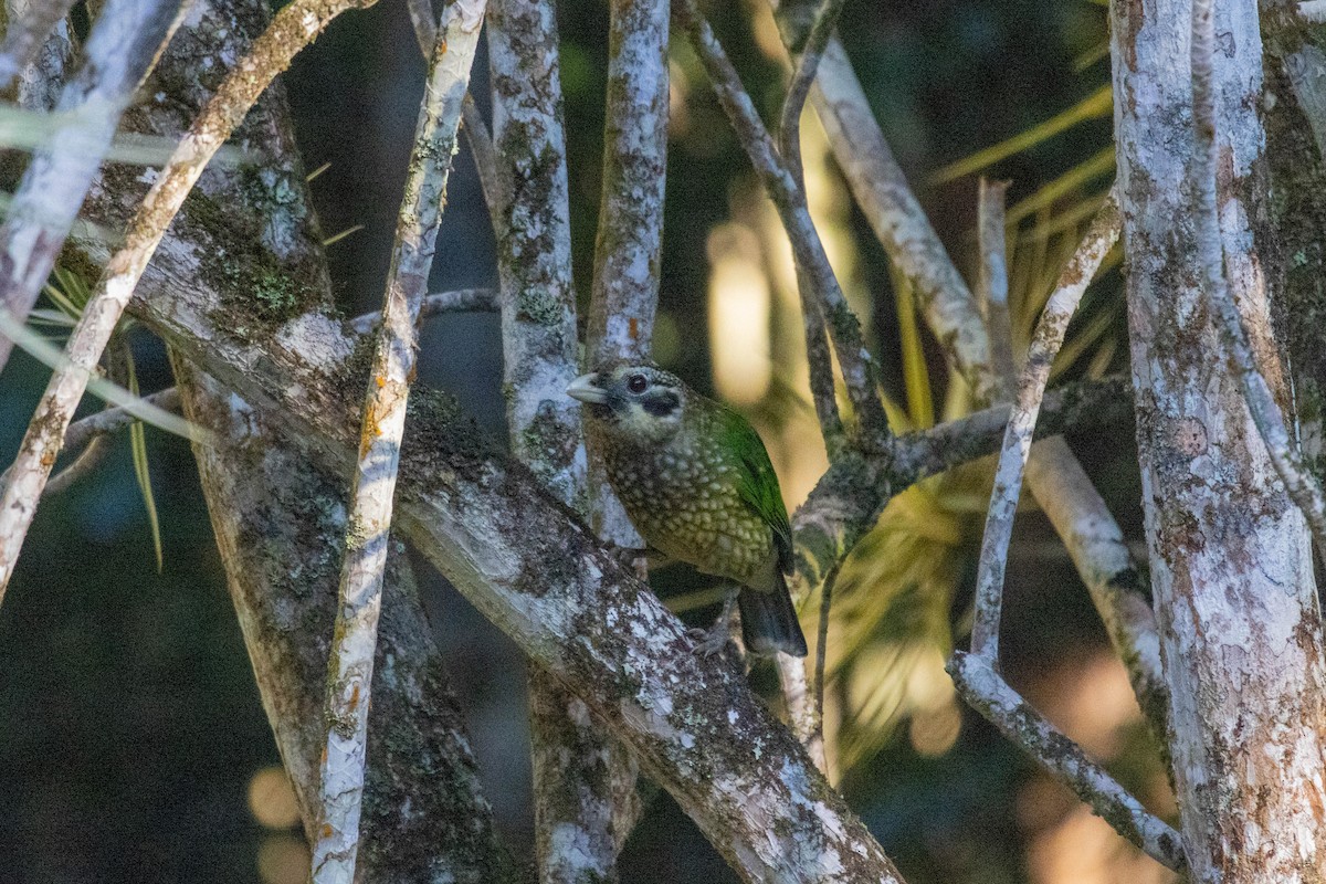 Spotted Catbird - ML640798456