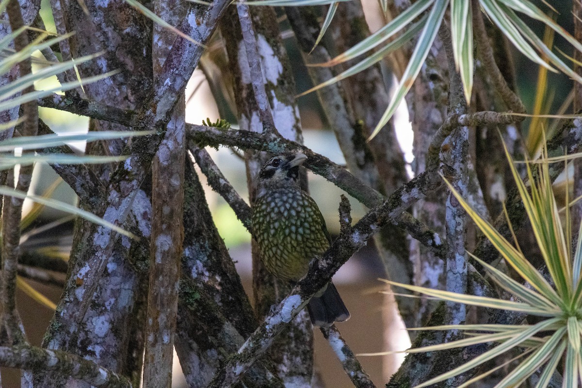 Spotted Catbird - ML640798457