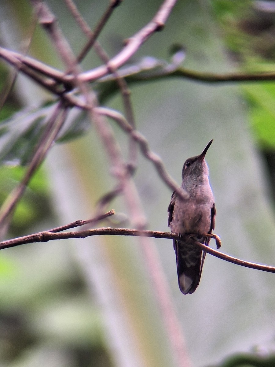 Scaly-breasted Hummingbird - ML640798463