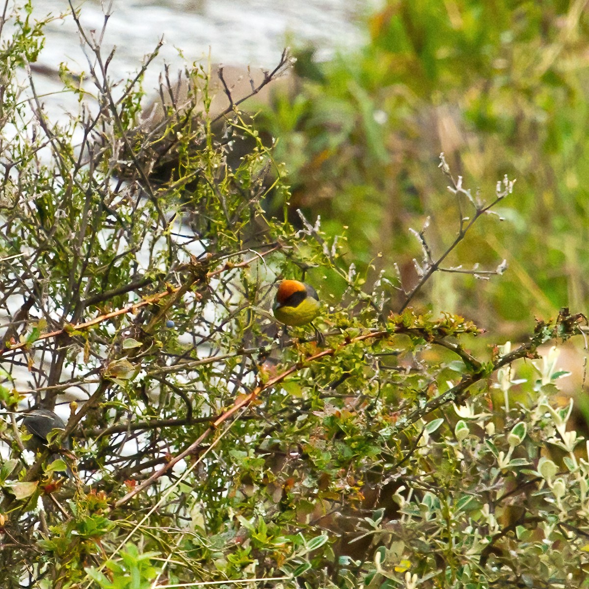 Yellow-breasted Brushfinch - ML640798483