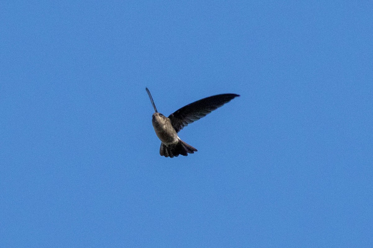 Australian Swiftlet - ML640798490