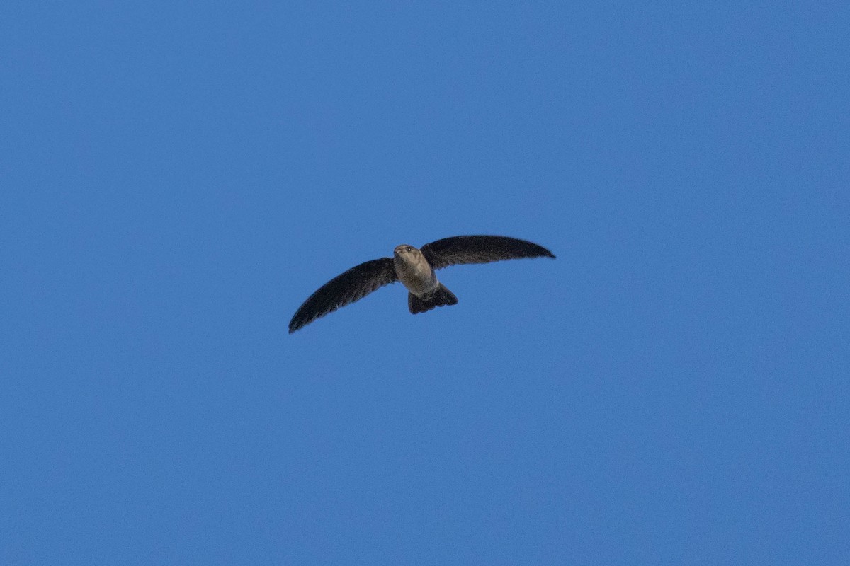 Australian Swiftlet - ML640798491