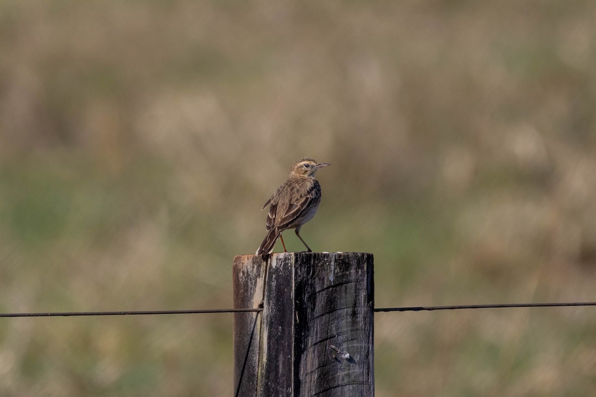 Australian Pipit - ML640798494