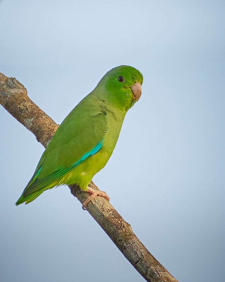 Turquoise-winged Parrotlet - ML640798502