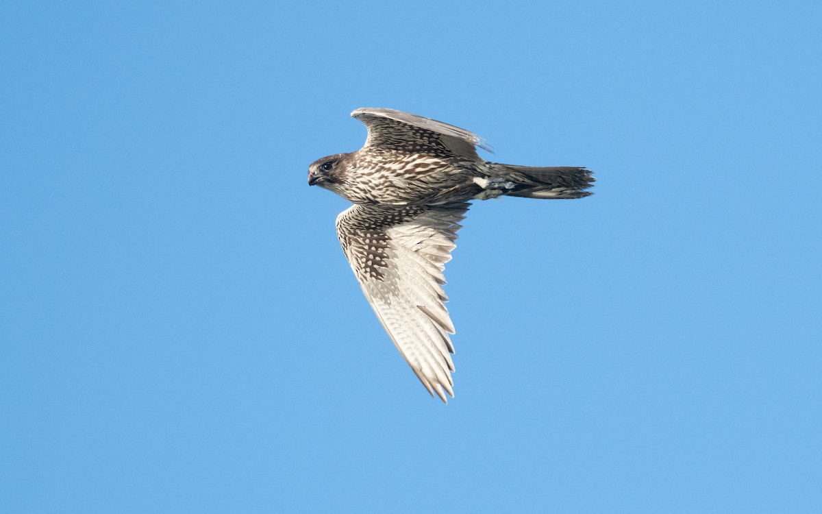 Gerfalke - ML640798504