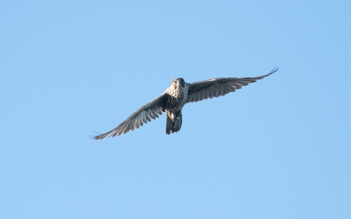 Gerfalke - ML640798505