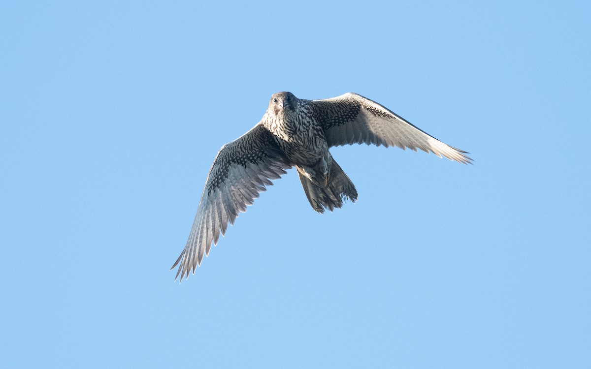 Gerfalke - ML640798506