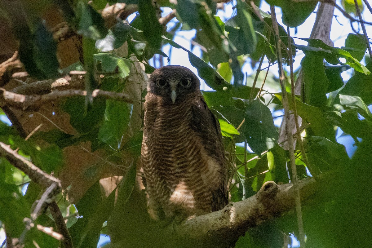 Rufous Owl - ML640798529