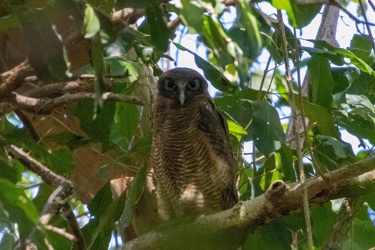 Rufous Owl - ML640798530