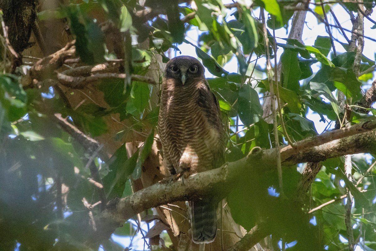 Rufous Owl - ML640798531