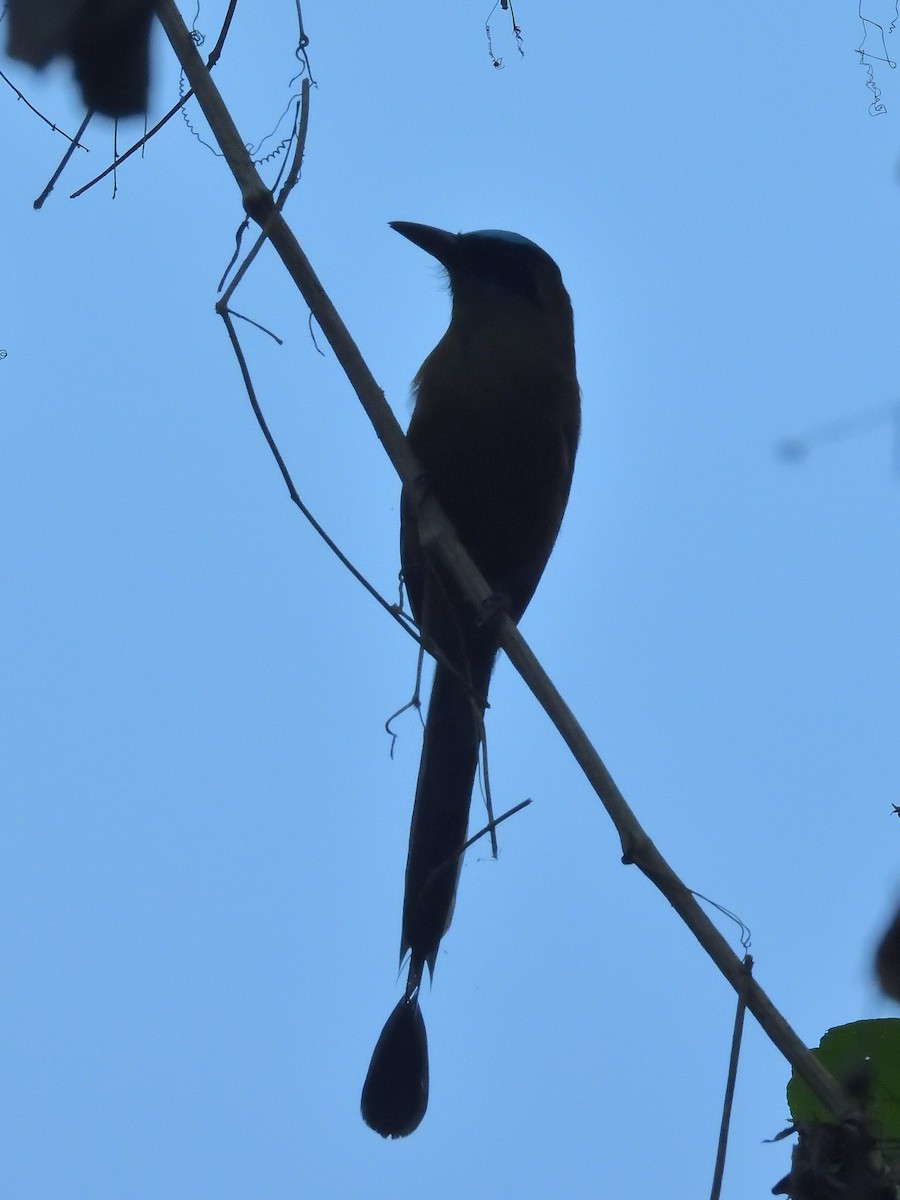 Whooping Motmot - ML640798585