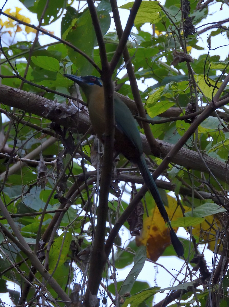 Whooping Motmot - ML640798586