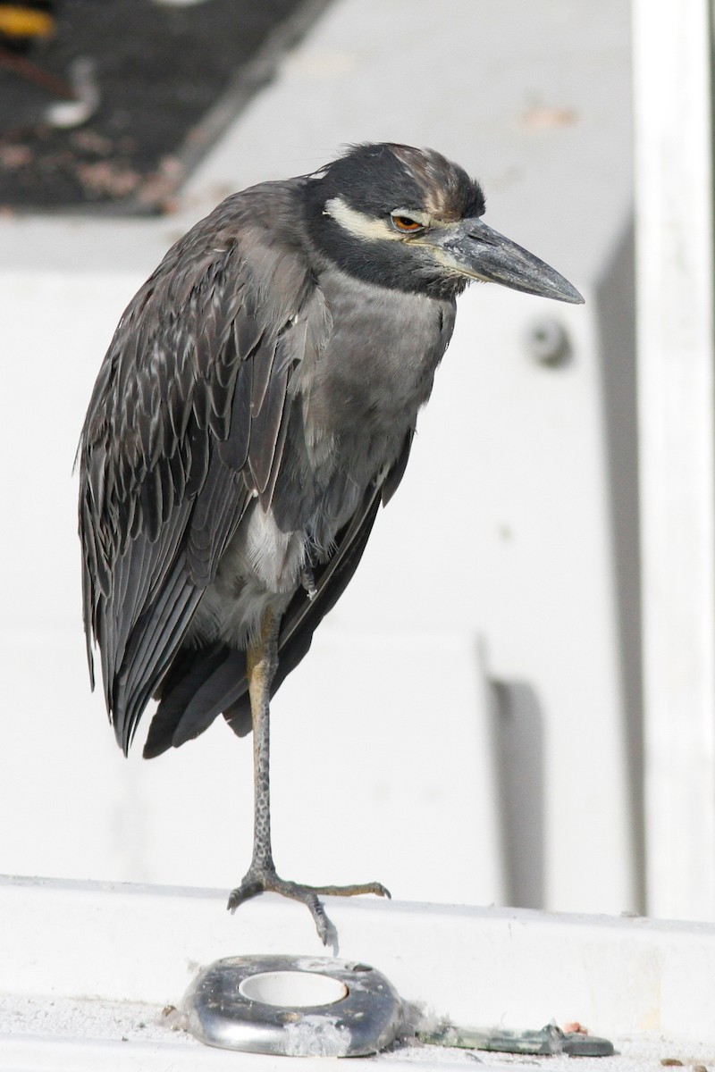 Yellow-crowned Night Heron - ML640798604
