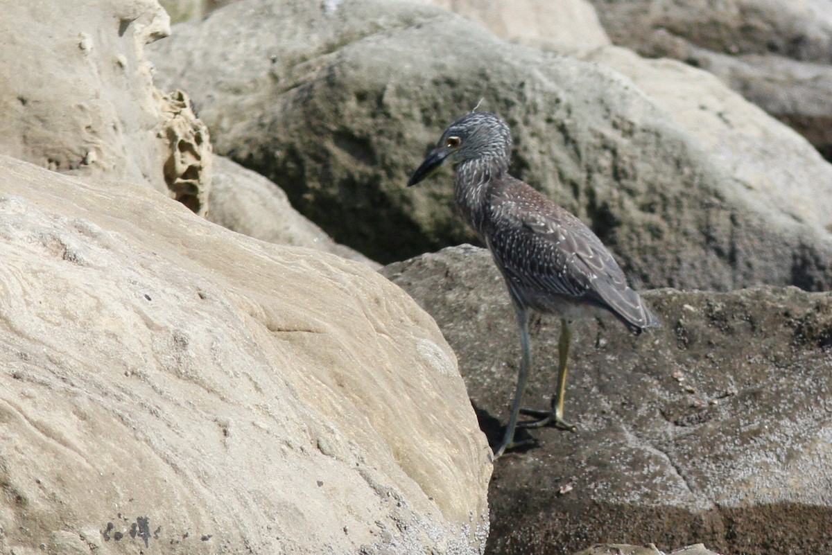 Yellow-crowned Night Heron - ML640798605