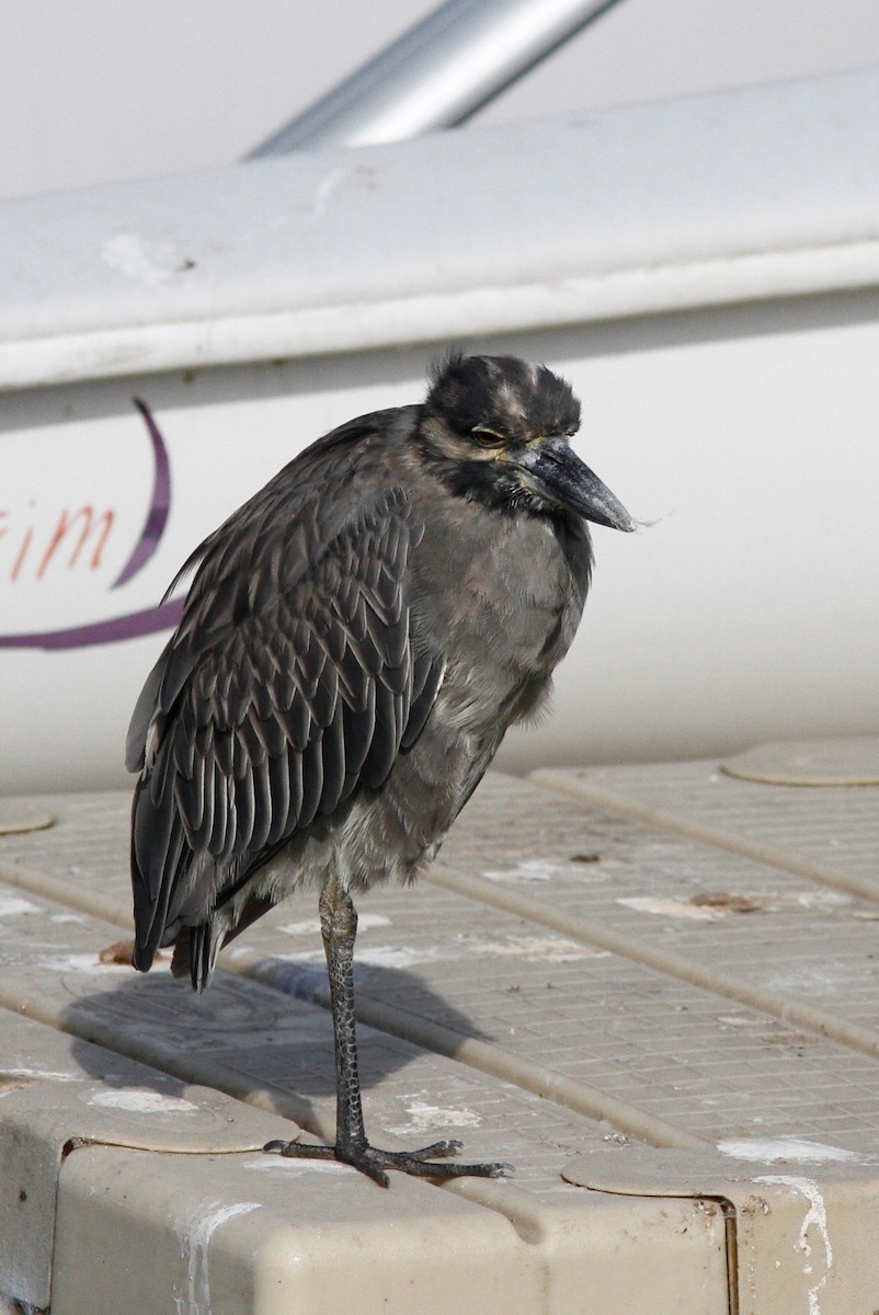 Yellow-crowned Night Heron - ML640798606