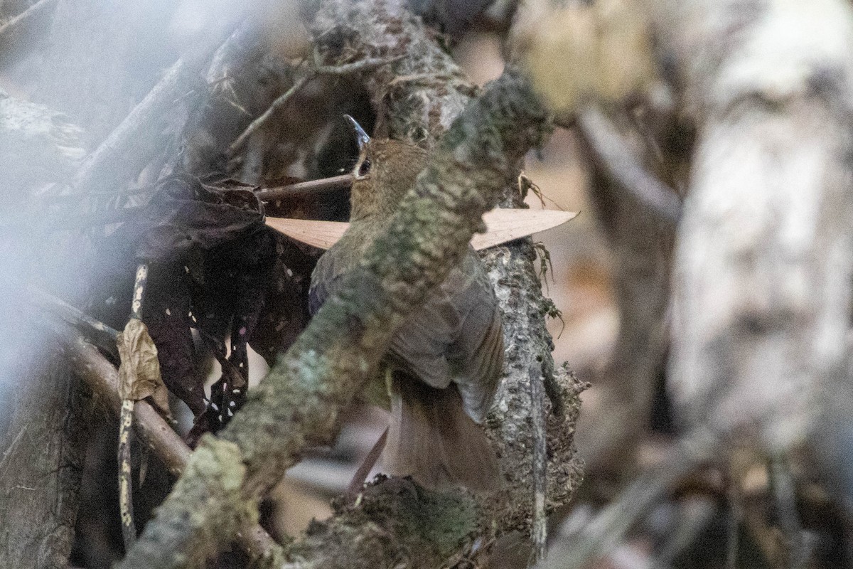 Tropical Scrubwren - ML640798624