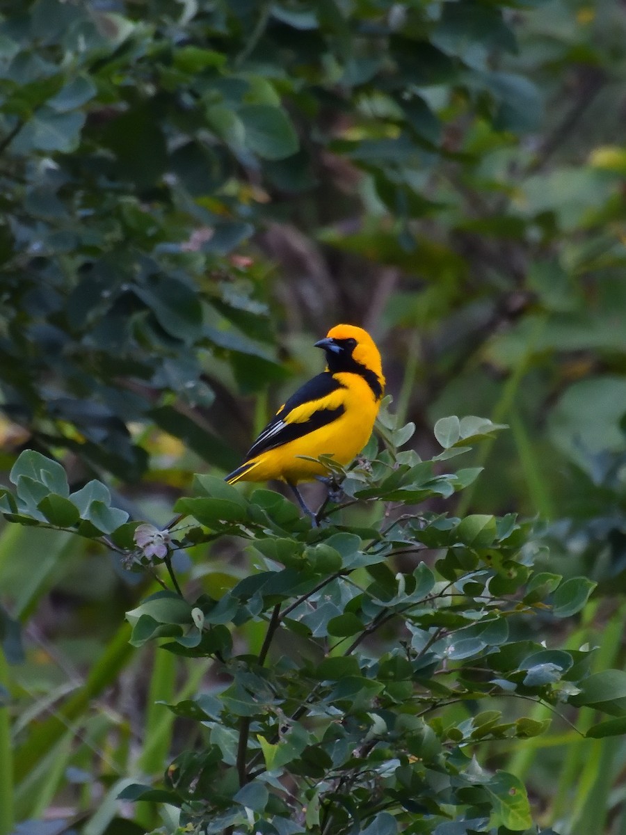 Yellow-tailed Oriole - ML640798627