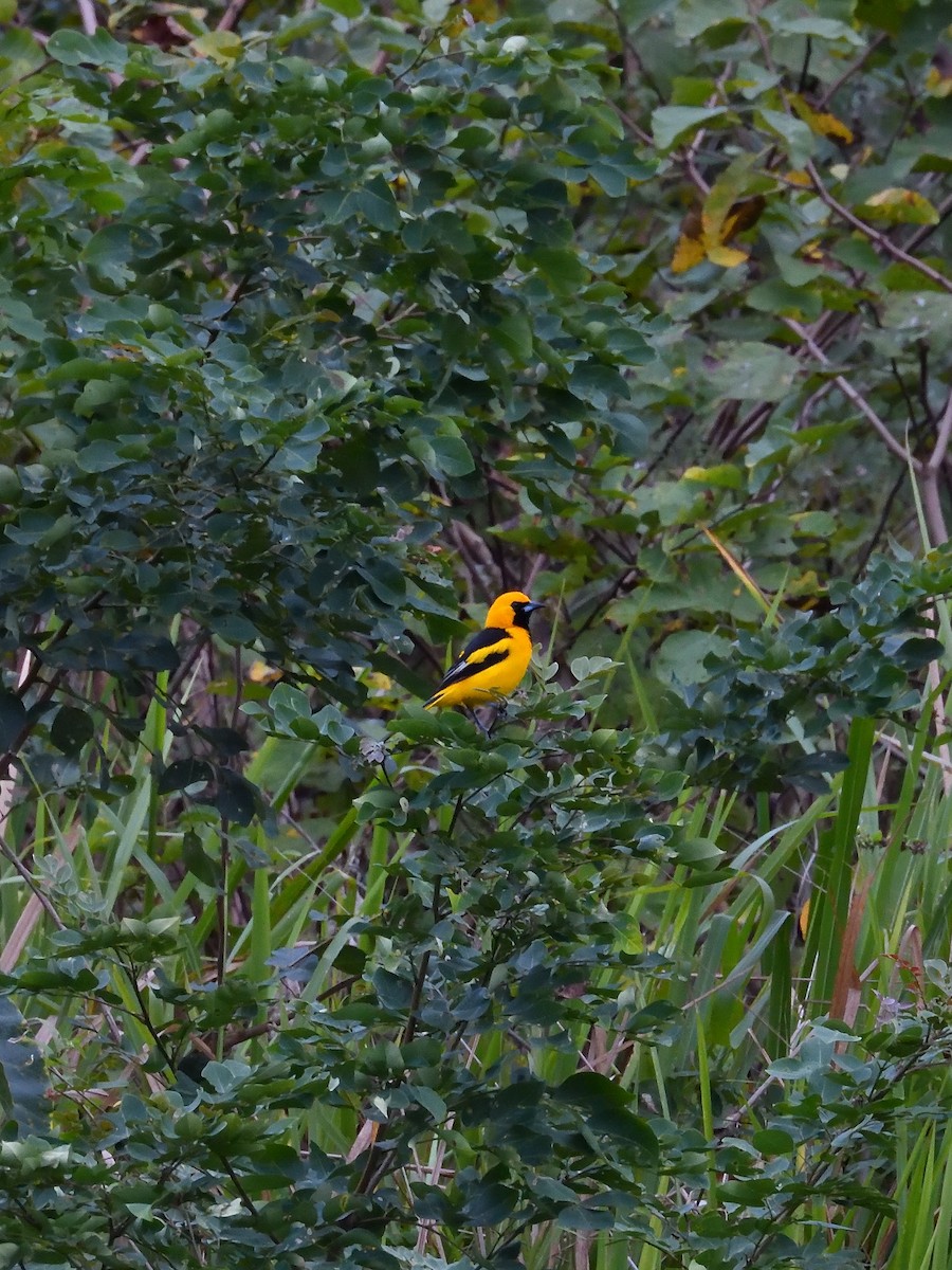 Yellow-tailed Oriole - ML640798628