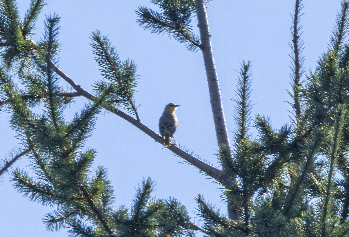 Bullock's Oriole - ML640798659