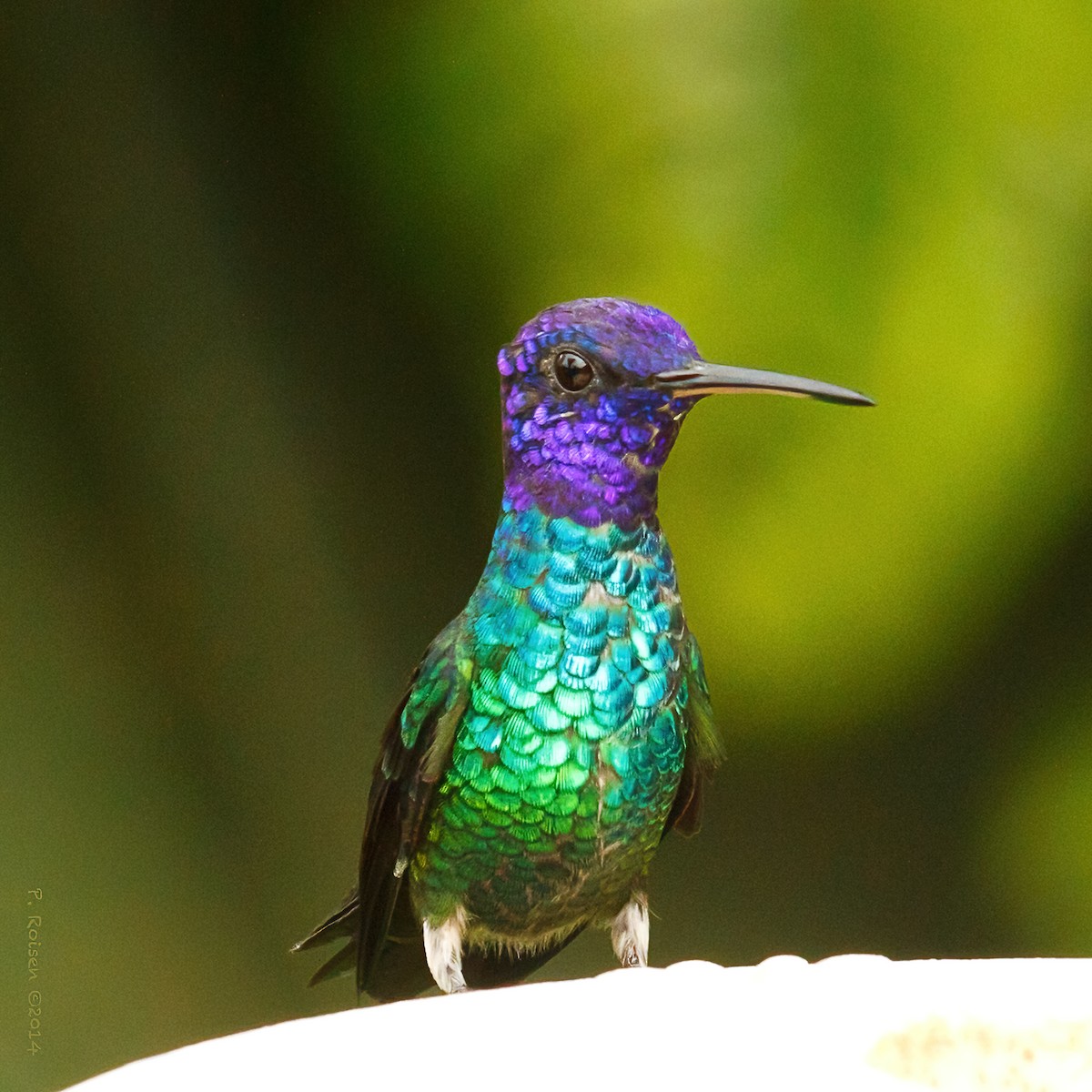Golden-tailed Sapphire - ML640798669