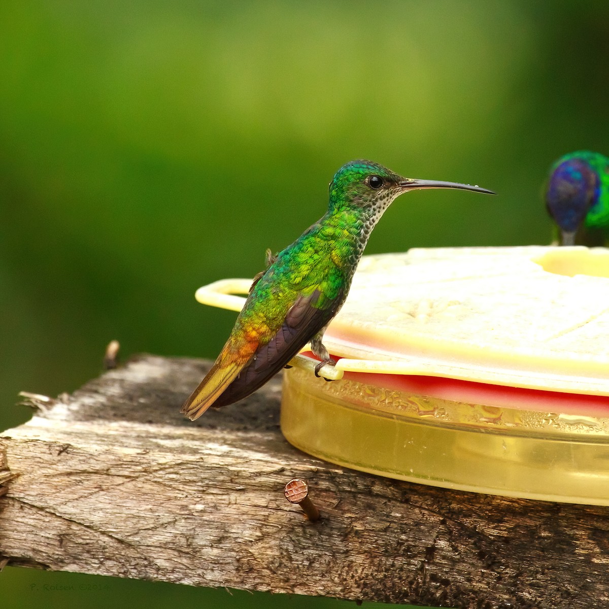 Golden-tailed Sapphire - ML640798670