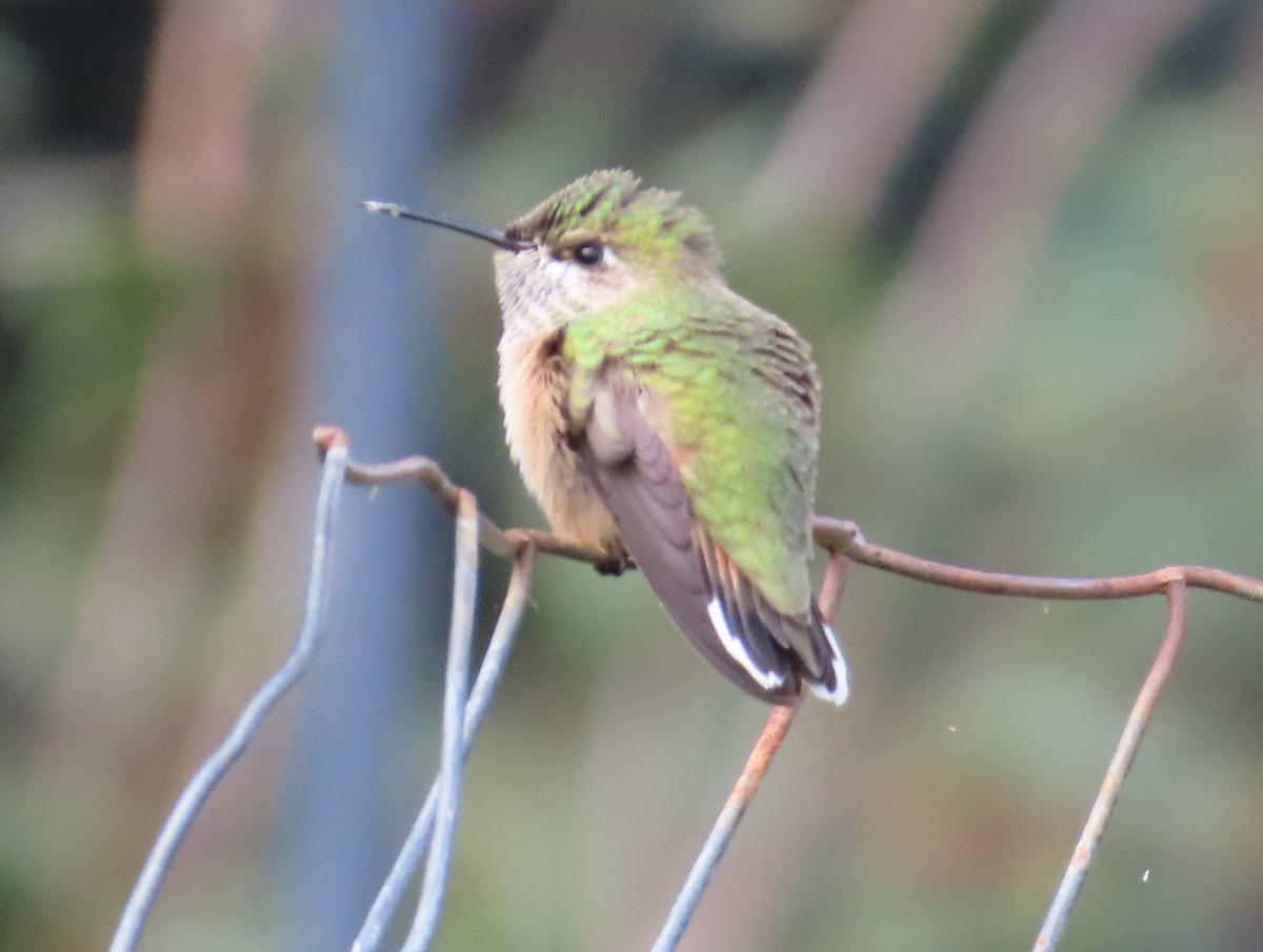 Calliope Hummingbird - ML640798673