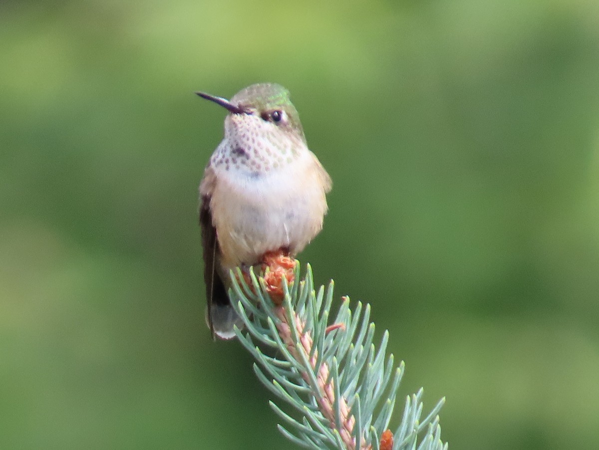 Calliope Hummingbird - ML640798674