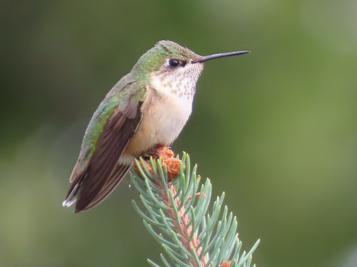 Calliope Hummingbird - ML640798675