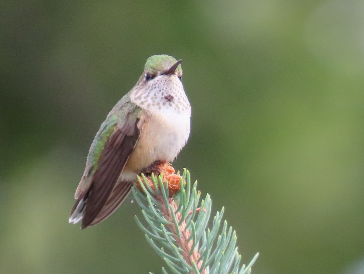 Calliope Hummingbird - ML640798676
