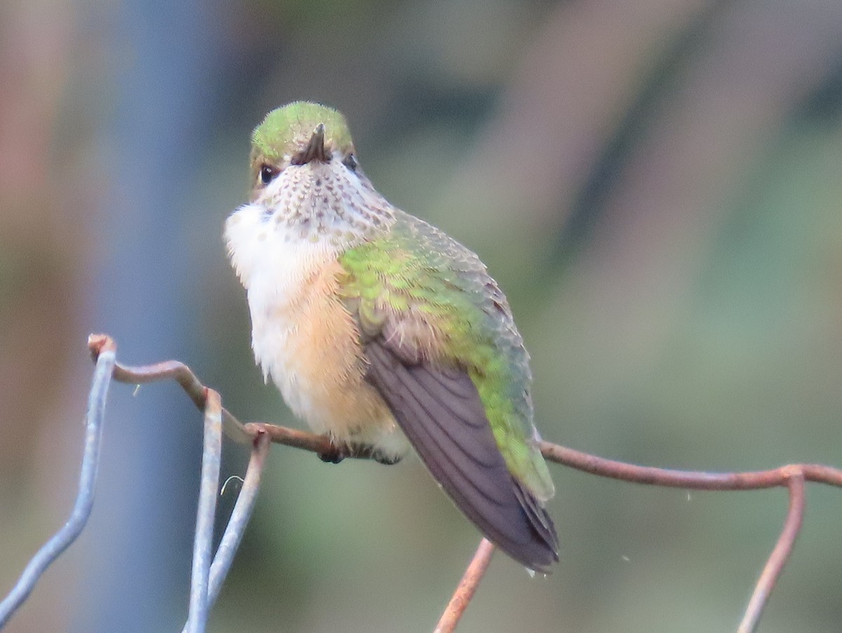 Calliope Hummingbird - ML640798677