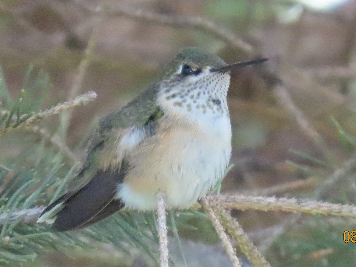 Calliope Hummingbird - ML640798678