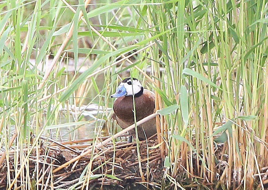 White-headed Duck - ML640798707