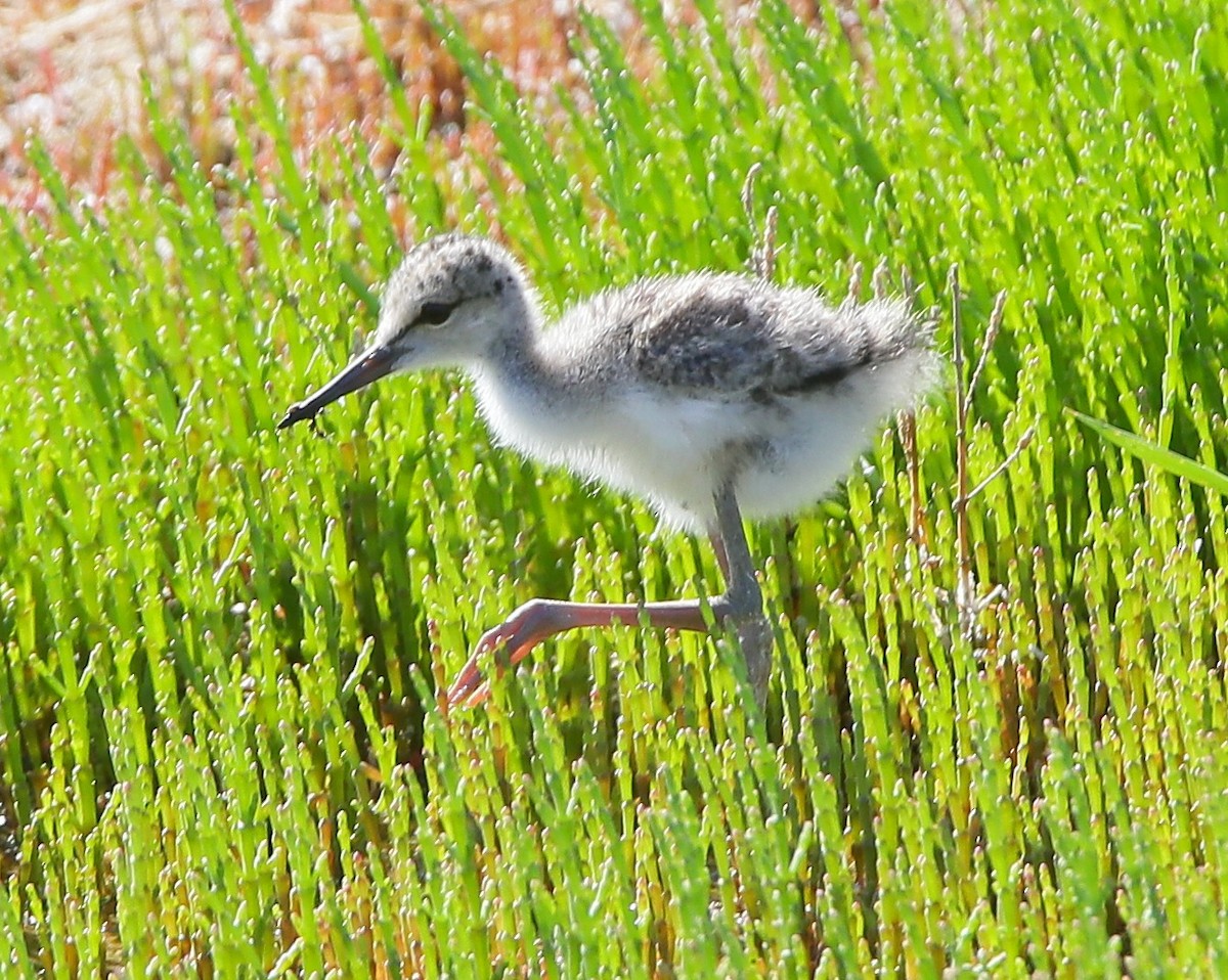 Pied Avocet - ML640798720