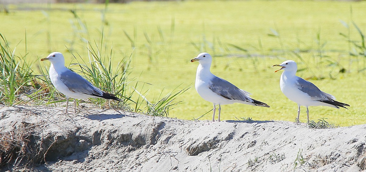 Mongolian Gull - ML640798743