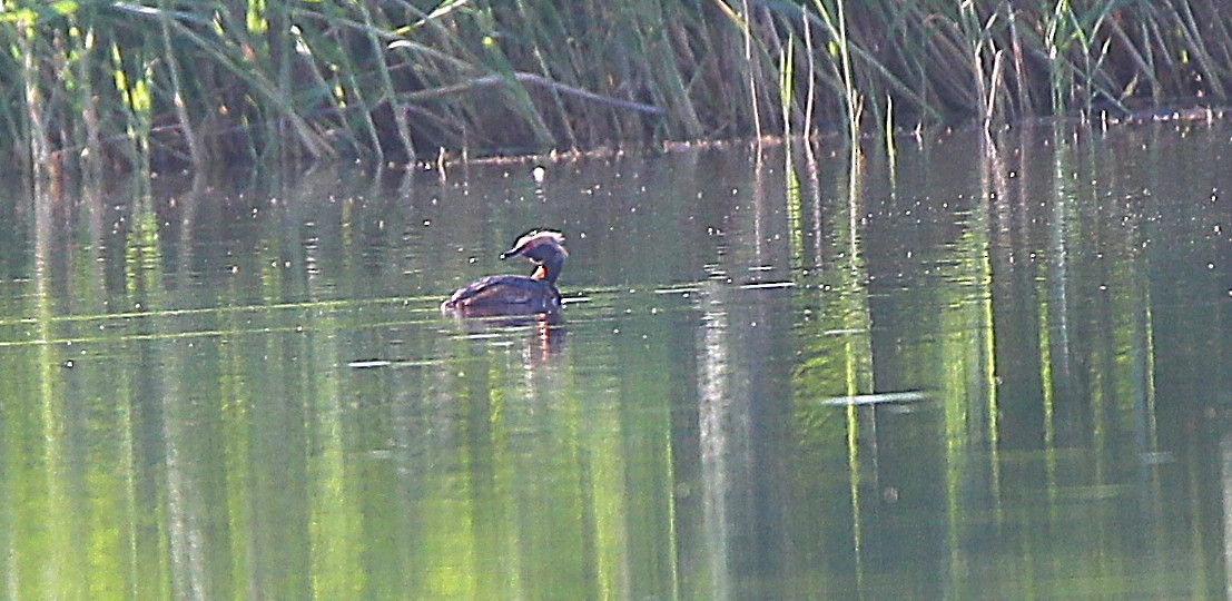 Horned Grebe - ML640798750