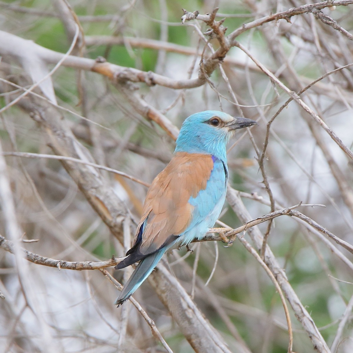 European Roller - ML640798763