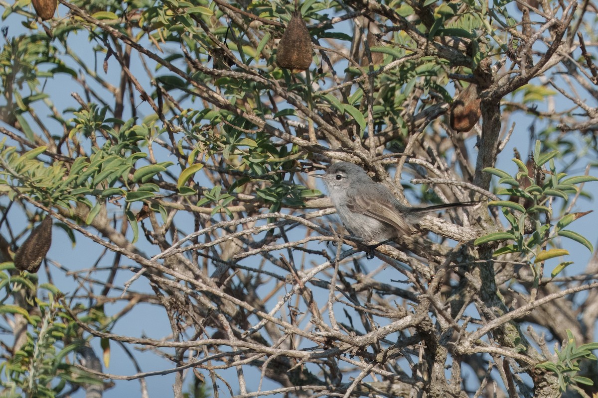 California Gnatcatcher - ML640798787