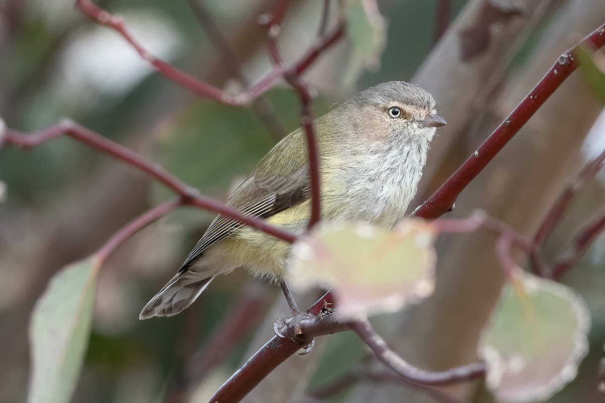 Weebill - ML640798791