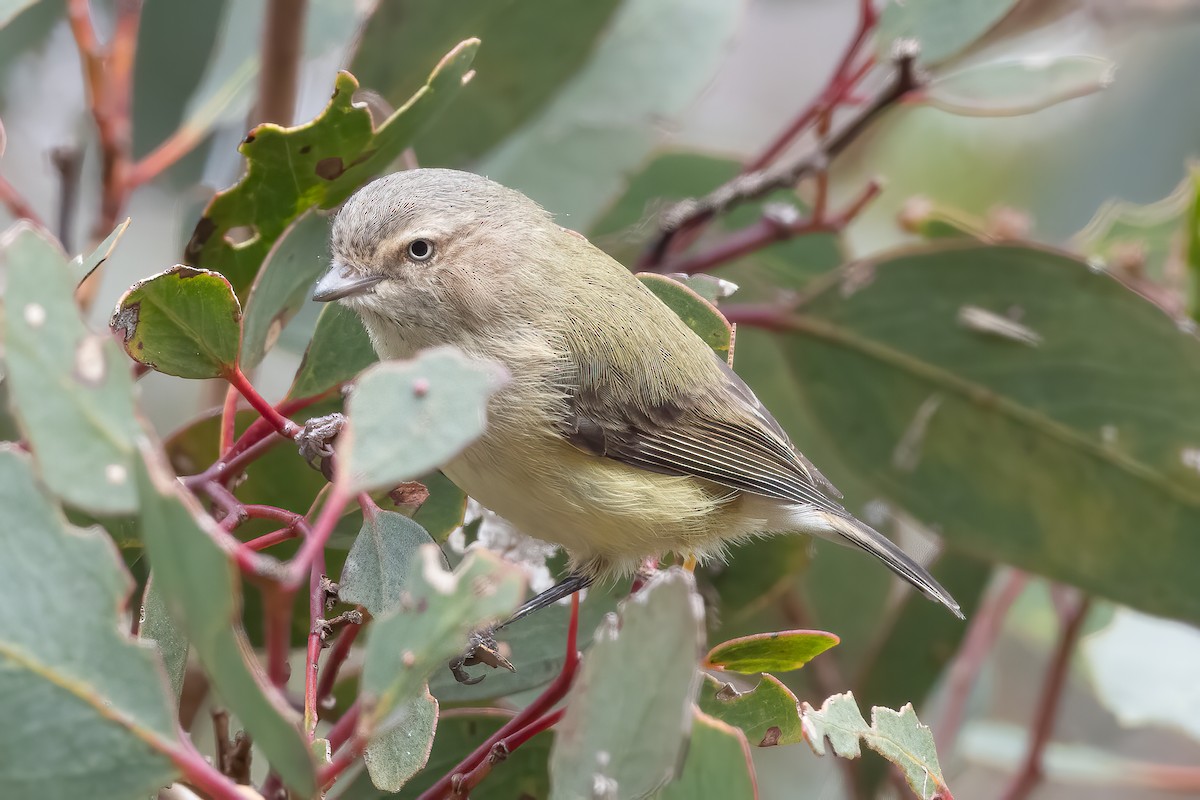 Weebill - ML640798792