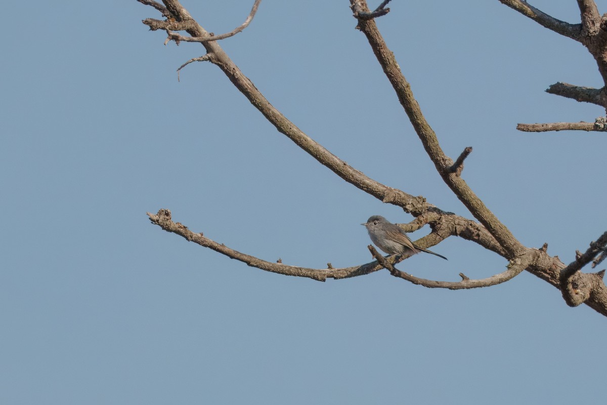 California Gnatcatcher - ML640798794